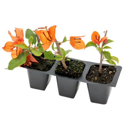 Flame Bougainvillea | Live Plant in 2.5 Inch Nursery Cube | Bougainvillea glabra 'Flame'