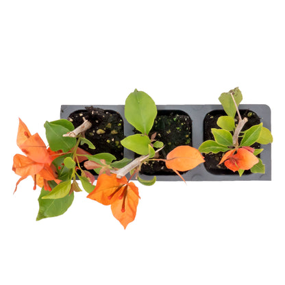 Flame Bougainvillea | Live Plant in 2.5 Inch Nursery Cube | Bougainvillea glabra 'Flame'