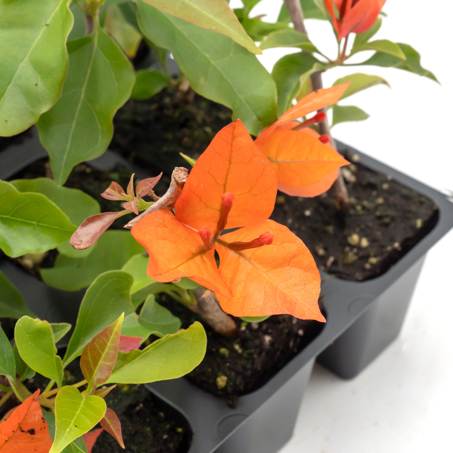 Flame Bougainvillea | Live Plant in 2.5 Inch Nursery Cube | Bougainvillea glabra 'Flame'