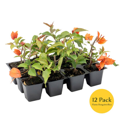 Flame Bougainvillea | Live Plant in 2.5 Inch Nursery Cube | Bougainvillea glabra 'Flame'