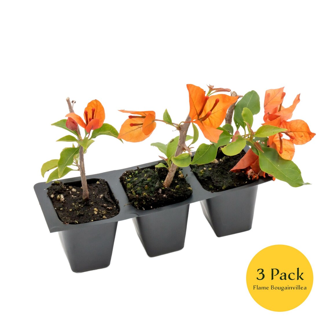 Flame Bougainvillea | Live Plant in 2.5 Inch Nursery Cube | Bougainvillea glabra 'Flame'