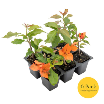 Flame Bougainvillea | Live Plant in 2.5 Inch Nursery Cube | Bougainvillea glabra 'Flame'