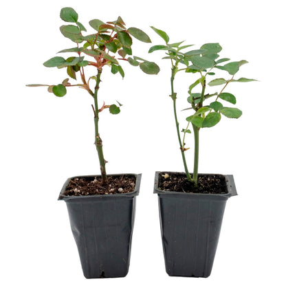 "Flower Carpet Red" Rose | Live Plant in 2.5 Inch Nursery Cube | Rosa x ‘Noare’