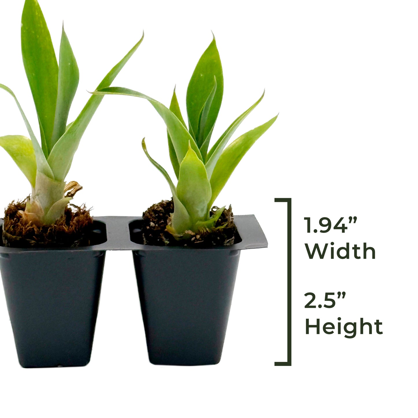 Blue Fox Tail Agave | Live Succulent in 2.5 Inch Nursery Cube | Agave attenuata 'Boutin Blue'