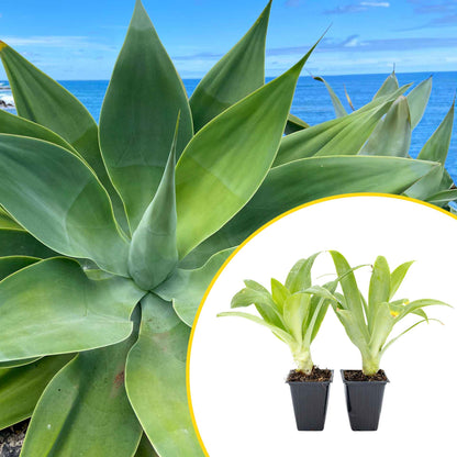 2 Foxtail Agave Succulents, Live Plants in Nursery Cubes (Agave attenuata) Spineless Blue-Gray Evergreen Succulent with Soft Arching Rosette