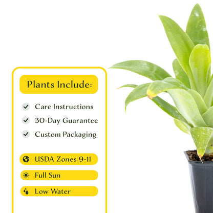 2 Foxtail Agave Succulents, Live Plants in Nursery Cubes (Agave attenuata) Spineless Blue-Gray Evergreen Succulent with Soft Arching Rosette