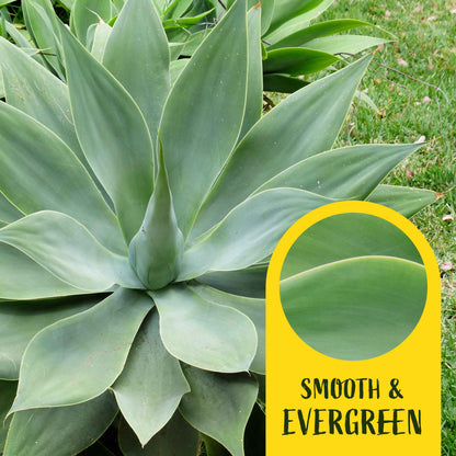 2 Foxtail Agave Succulents, Live Plants in Nursery Cubes (Agave attenuata) Spineless Blue-Gray Evergreen Succulent with Soft Arching Rosette