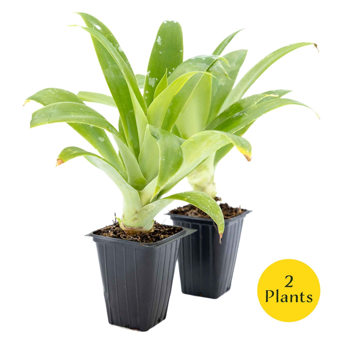 2 Foxtail Agave Succulents, Live Plants in Nursery Cubes (Agave attenuata) Spineless Blue-Gray Evergreen Succulent with Soft Arching Rosette