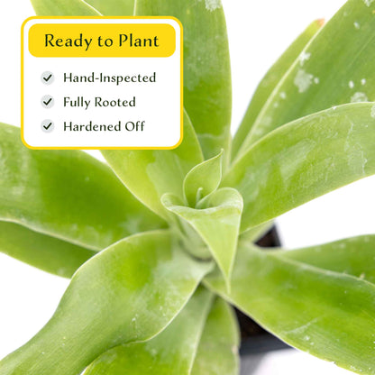 2 Foxtail Agave Succulents, Live Plants in Nursery Cubes (Agave attenuata) Spineless Blue-Gray Evergreen Succulent with Soft Arching Rosette