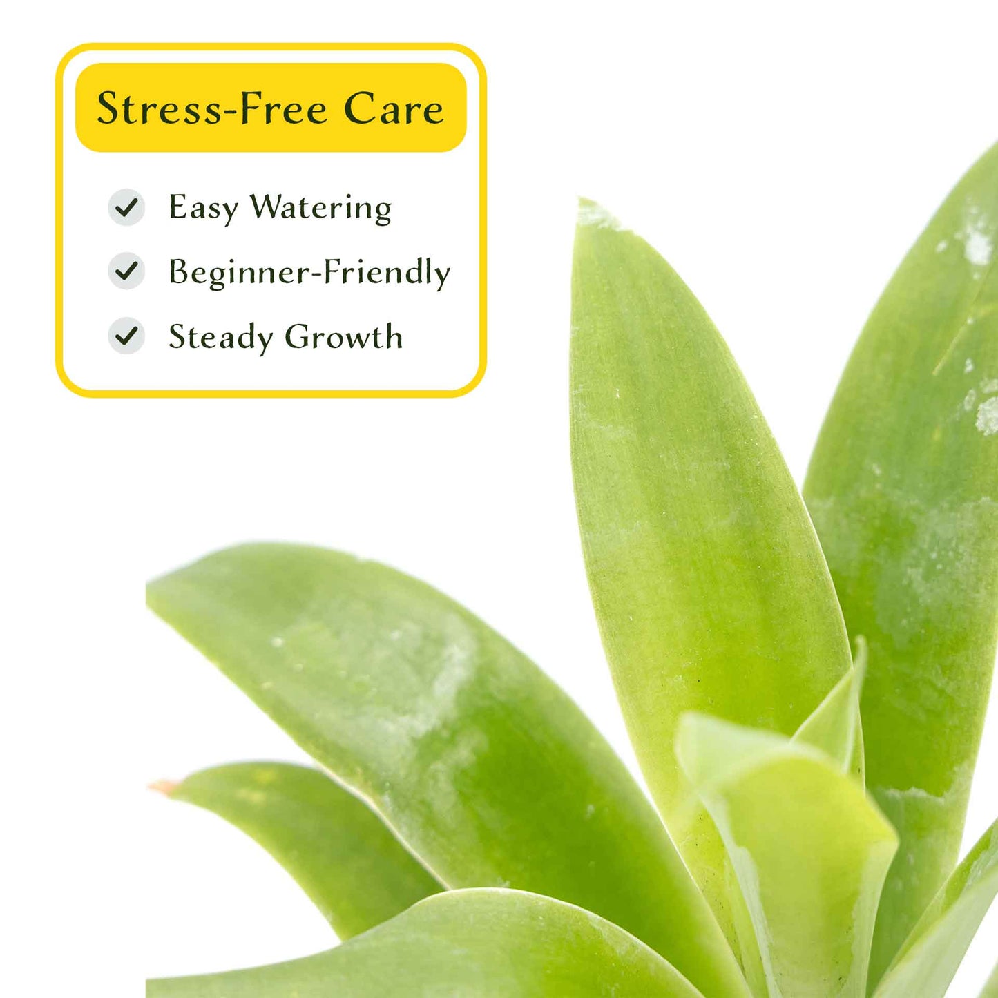 2 Foxtail Agave Succulents, Live Plants in Nursery Cubes (Agave attenuata) Spineless Blue-Gray Evergreen Succulent with Soft Arching Rosette
