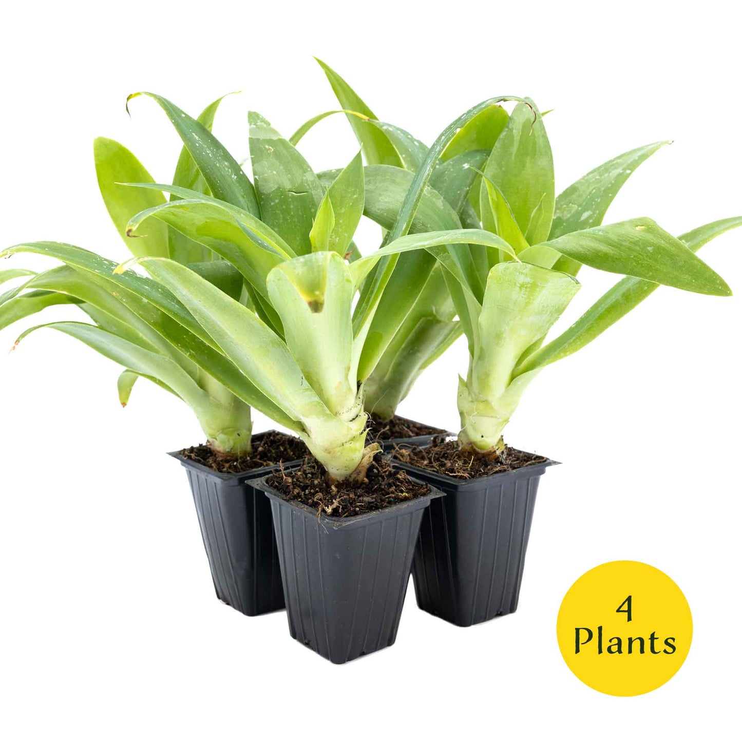 2 Foxtail Agave Succulents, Live Plants in Nursery Cubes (Agave attenuata) Spineless Blue-Gray Evergreen Succulent with Soft Arching Rosette