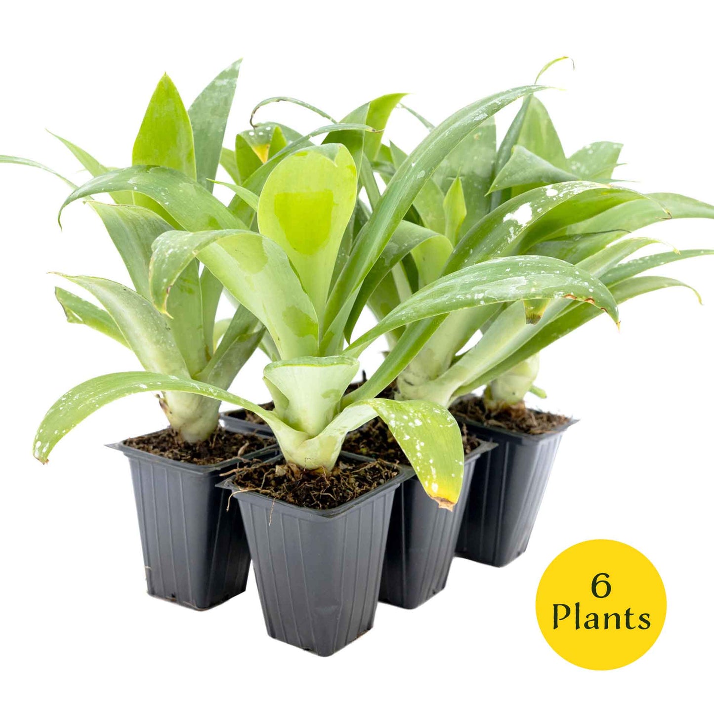 2 Foxtail Agave Succulents, Live Plants in Nursery Cubes (Agave attenuata) Spineless Blue-Gray Evergreen Succulent with Soft Arching Rosette