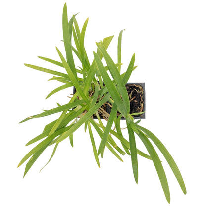 Frederick Street Park Agapanthus in 3.5” Nursery Cubes (Agapanthus ‘Frederick Street Park’)