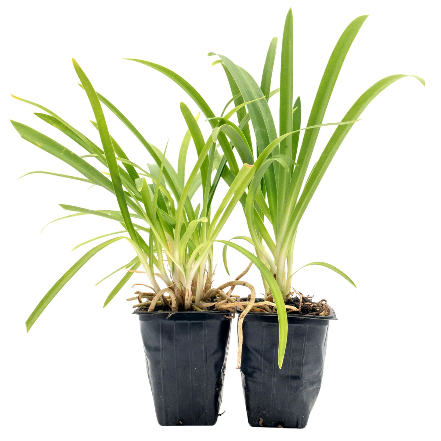 Frederick Street Park Agapanthus in 3.5” Nursery Cubes (Agapanthus ‘Frederick Street Park’)