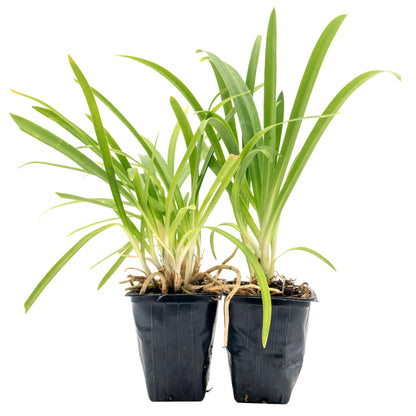 Frederick Street Park Agapanthus in 3.5” Nursery Cubes (Agapanthus ‘Frederick Street Park’)