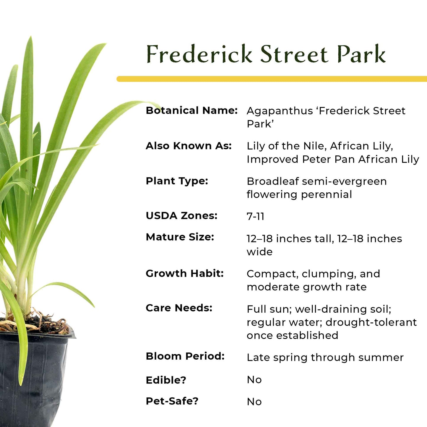 Frederick Street Park Agapanthus in 3.5” Nursery Cubes (Agapanthus ‘Frederick Street Park’)
