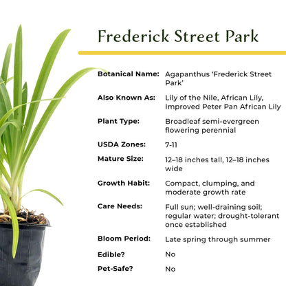 Frederick Street Park Agapanthus in 3.5” Nursery Cubes (Agapanthus ‘Frederick Street Park’)