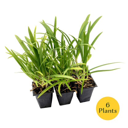 Frederick Street Park Agapanthus in 3.5” Nursery Cubes (Agapanthus ‘Frederick Street Park’)