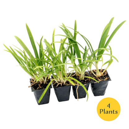 Frederick Street Park Agapanthus in 3.5” Nursery Cubes (Agapanthus ‘Frederick Street Park’)