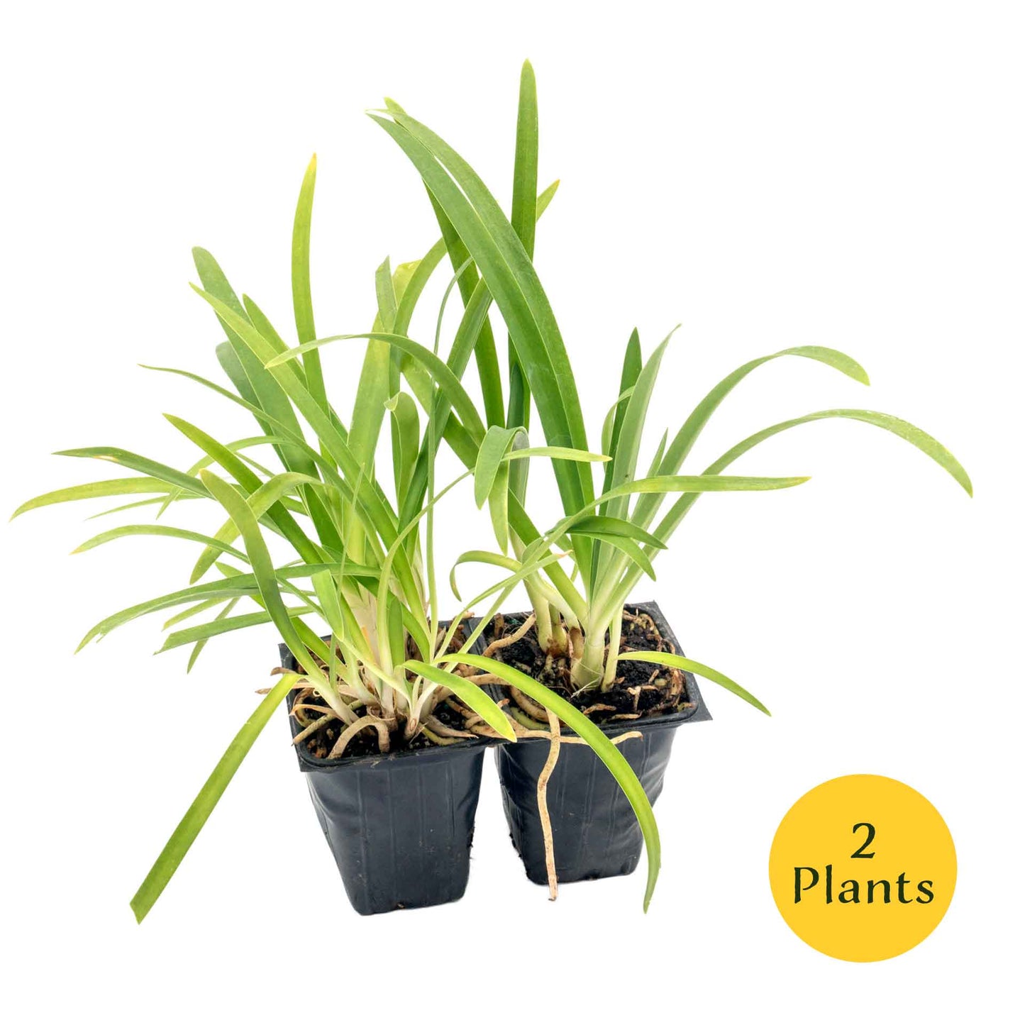 Frederick Street Park Agapanthus in 3.5” Nursery Cubes (Agapanthus ‘Frederick Street Park’)