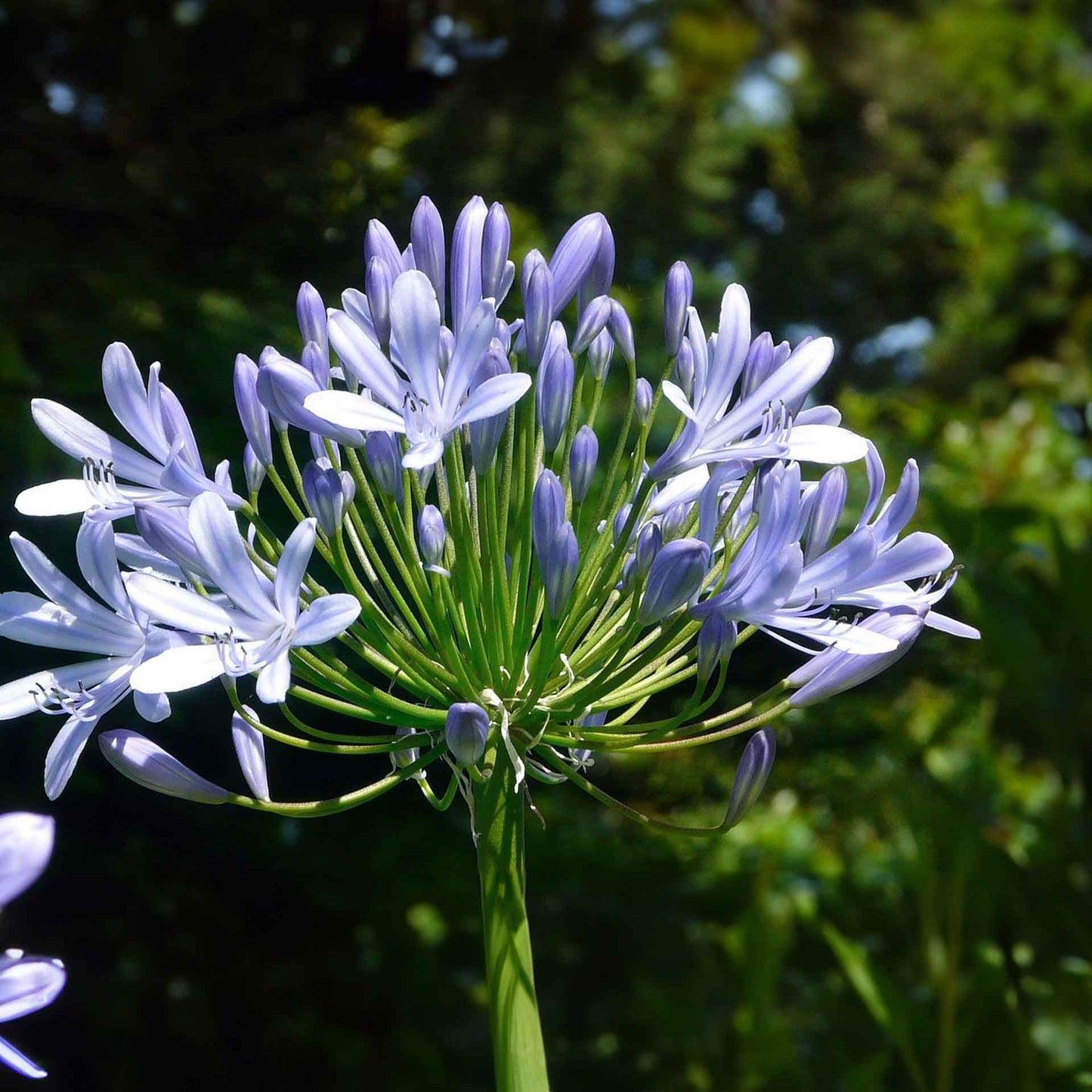 Frederick Street Park Agapanthus in 3.5” Nursery Cubes (Agapanthus ‘Frederick Street Park’)