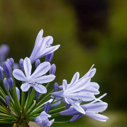 Frederick Street Park Agapanthus in 3.5” Nursery Cubes (Agapanthus ‘Frederick Street Park’)