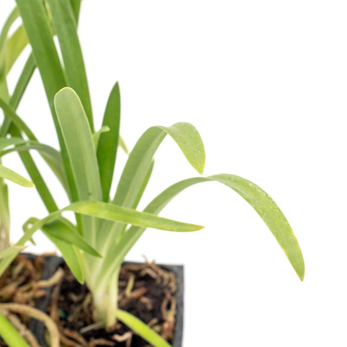 Frederick Street Park Agapanthus in 3.5” Nursery Cubes (Agapanthus ‘Frederick Street Park’)