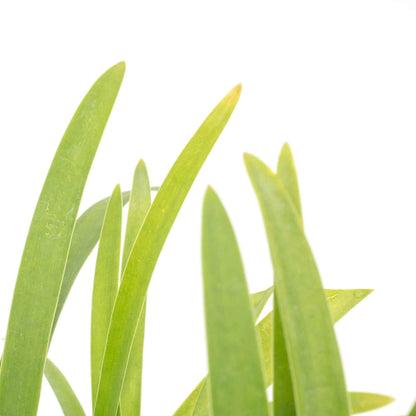 Frederick Street Park Agapanthus in 3.5” Nursery Cubes (Agapanthus ‘Frederick Street Park’)