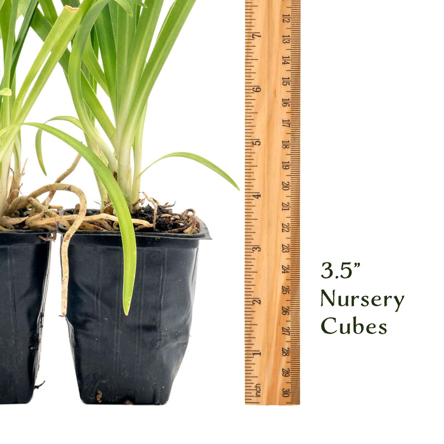 Frederick Street Park Agapanthus in 3.5” Nursery Cubes (Agapanthus ‘Frederick Street Park’)