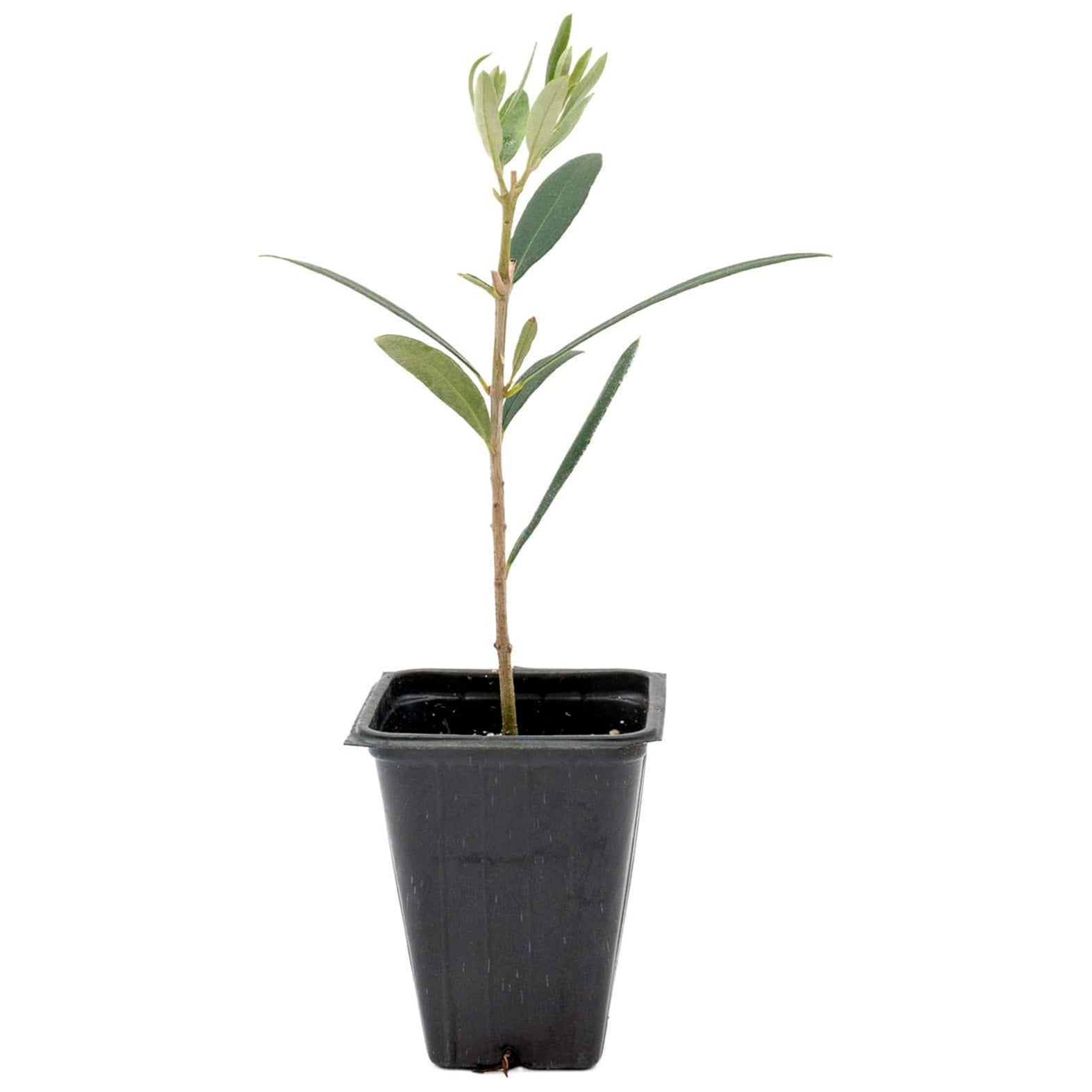 Fruitless Olive Tree | Live Sapling in 2.5 Inch Nursery Cube | Olea Europaea Wilsonii