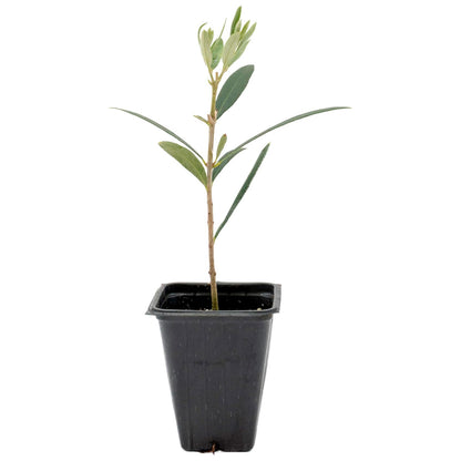 Fruitless Olive Tree | Live Sapling in 2.5 Inch Nursery Cube | Olea Europaea Wilsonii