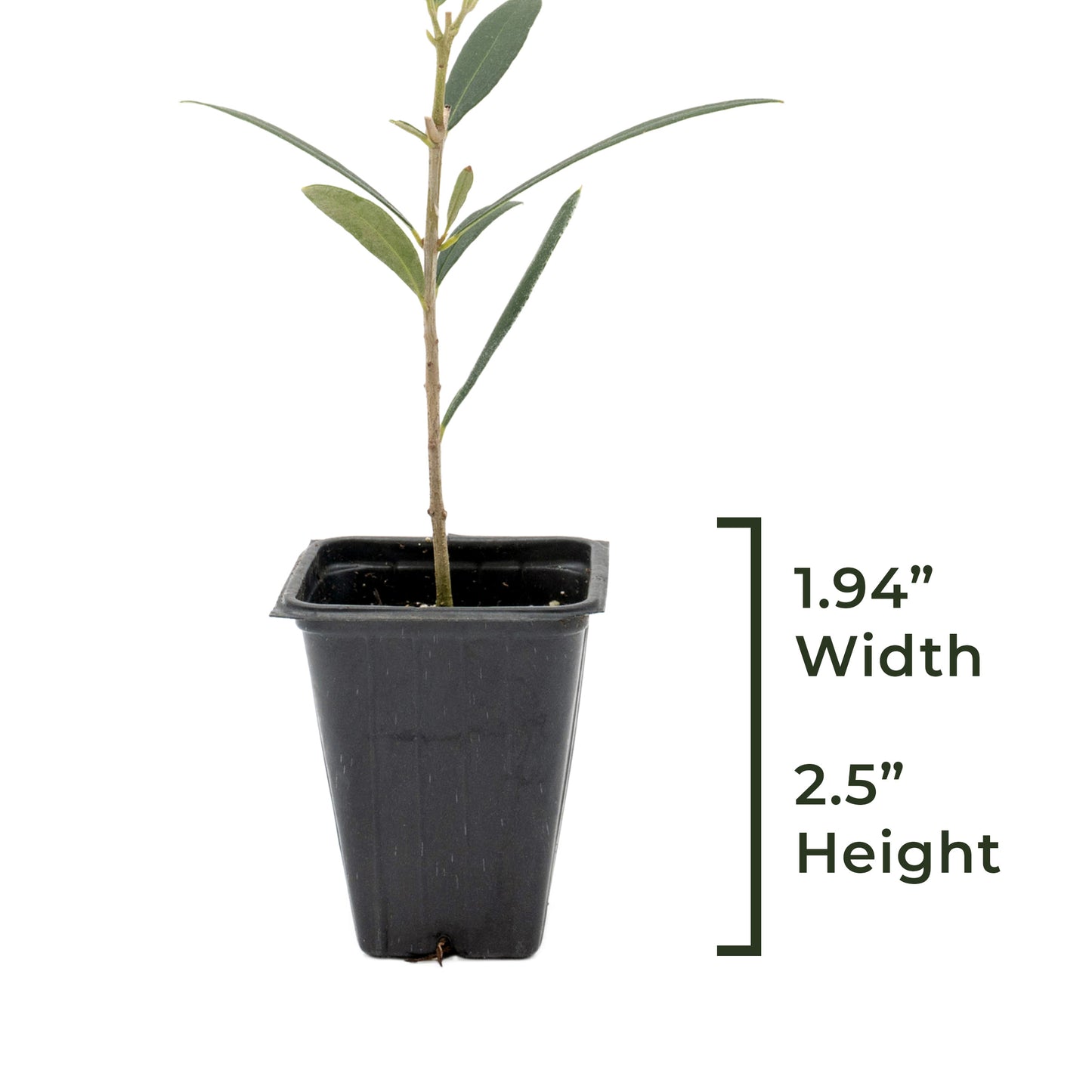 Fruitless Olive Tree | Live Sapling in 2.5 Inch Nursery Cube | Olea Europaea Wilsonii