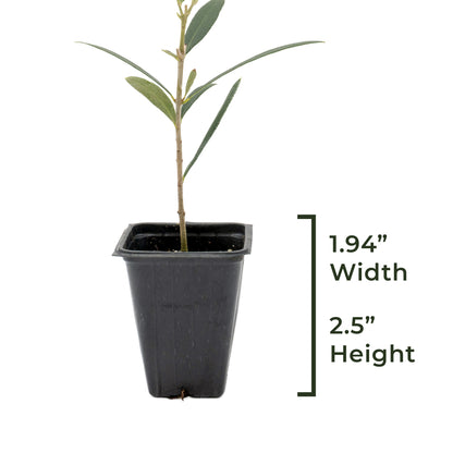Fruitless Olive Tree | Live Sapling in 2.5 Inch Nursery Cube | Olea Europaea Wilsonii