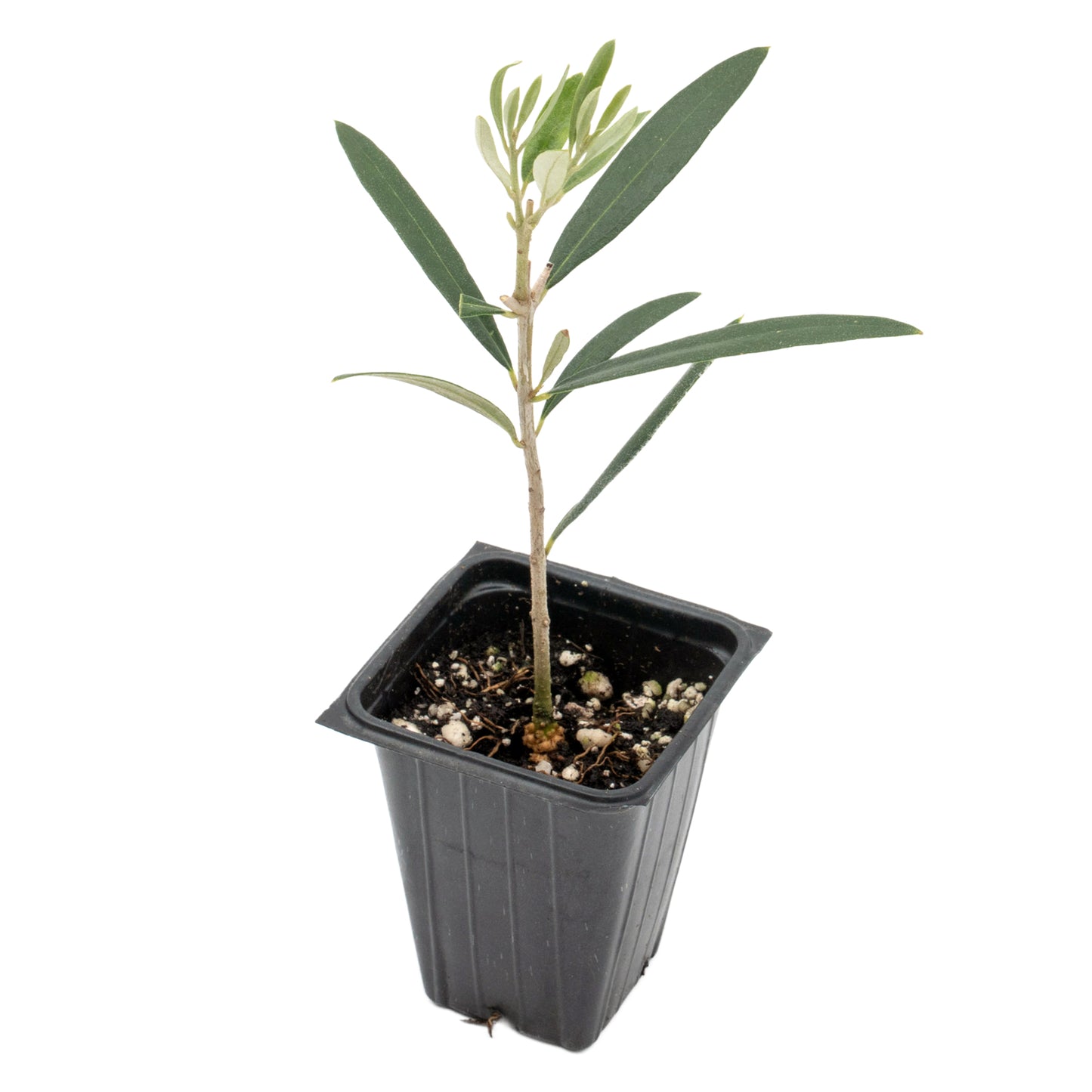 Fruitless Olive Tree | Live Sapling in 2.5 Inch Nursery Cube | Olea Europaea Wilsonii