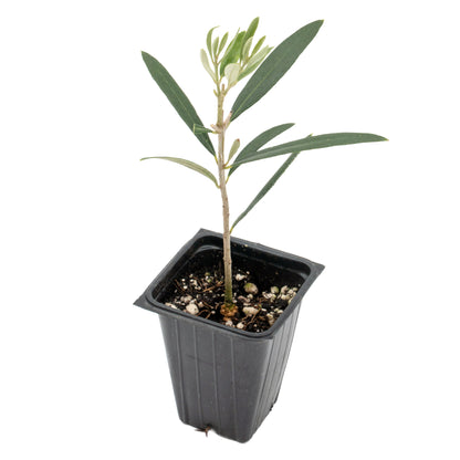 Fruitless Olive Tree | Live Sapling in 2.5 Inch Nursery Cube | Olea Europaea Wilsonii