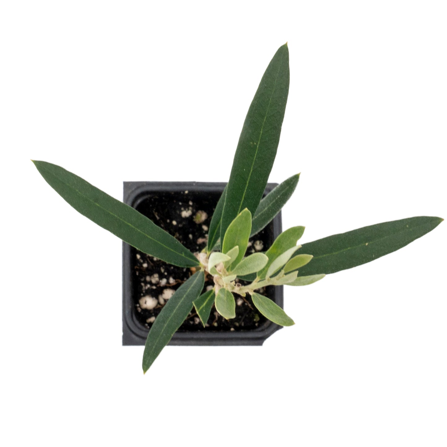 Fruitless Olive Tree | Live Sapling in 2.5 Inch Nursery Cube | Olea Europaea Wilsonii