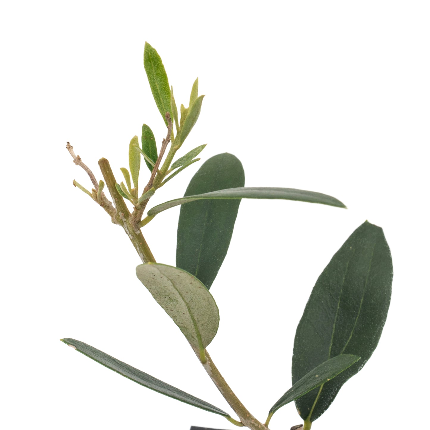 Fruitless Olive Tree | Live Sapling in 2.5 Inch Nursery Cube | Olea Europaea Wilsonii