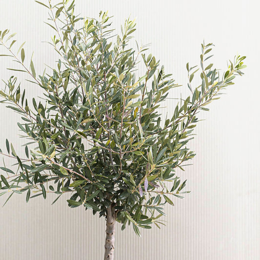 Dwarf Fruitless Olive Tree | Live Sapling in 2.5 Inch Nursery Cube | Olea europaea 'Little Ollie'
