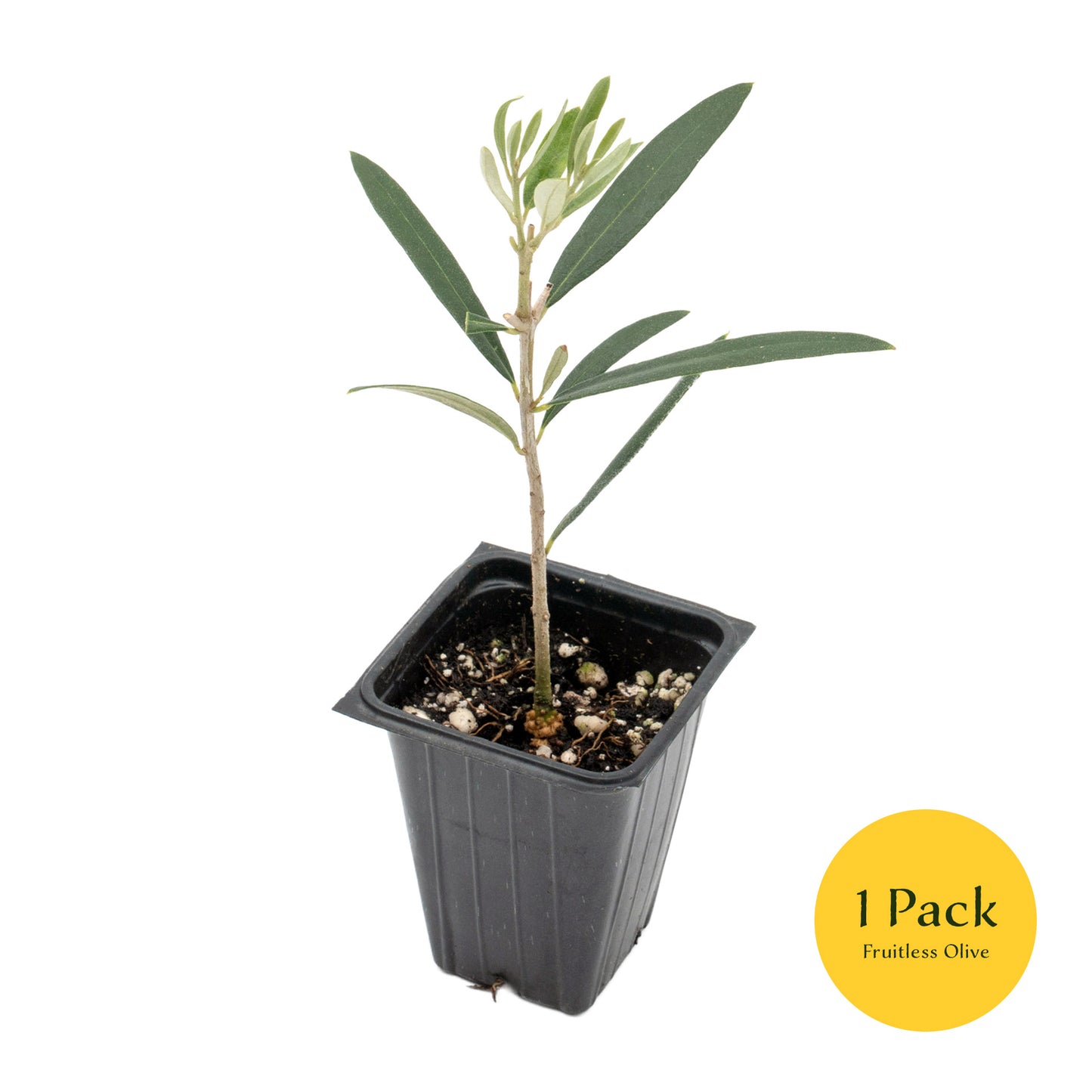 Fruitless Olive Tree | Live Sapling in 2.5 Inch Nursery Cube | Olea Europaea Wilsonii