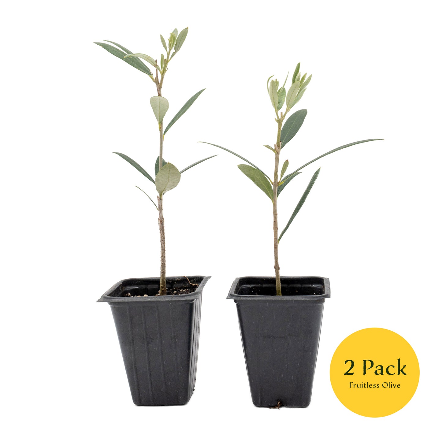 Fruitless Olive Tree | Live Sapling in 2.5 Inch Nursery Cube | Olea Europaea Wilsonii