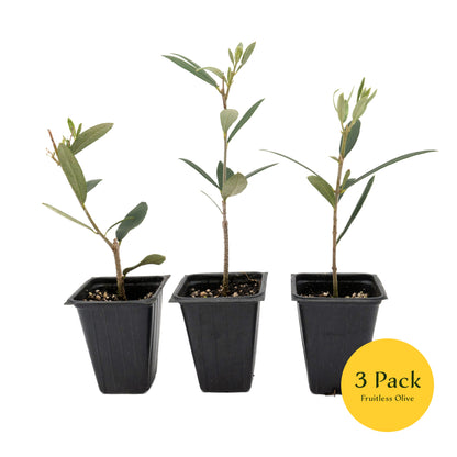 Fruitless Olive Tree | Live Sapling in 2.5 Inch Nursery Cube | Olea Europaea Wilsonii