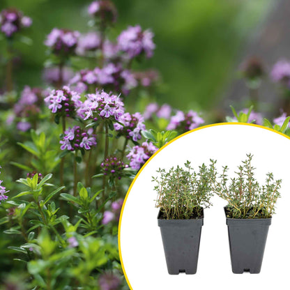 2 Garden Thyme Plants in 3.5” Cubes | Aromatic Evergreen Culinary Herb with Earthy Flavor for Cooking, Landscaping & Pots (Thymus vulgaris)