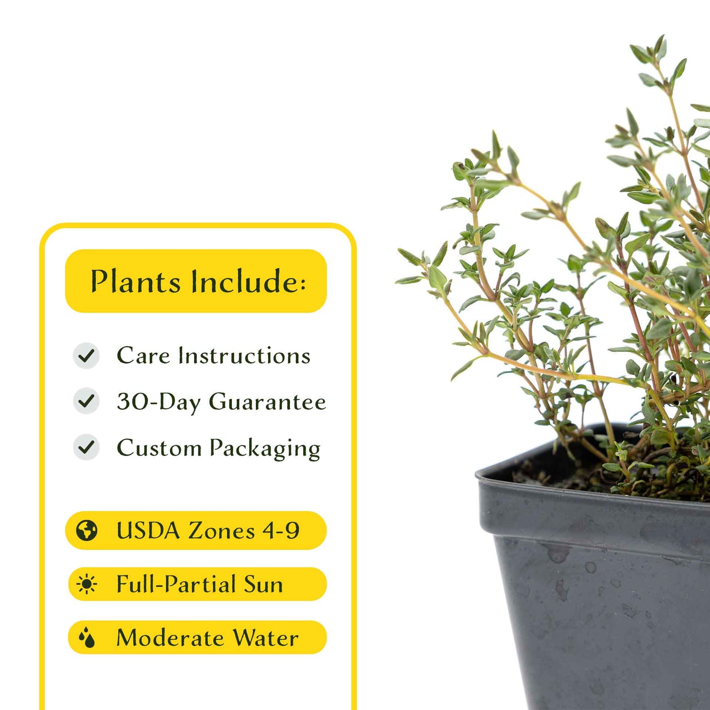 2 Garden Thyme Plants in 3.5” Cubes | Aromatic Evergreen Culinary Herb with Earthy Flavor for Cooking, Landscaping & Pots (Thymus vulgaris)