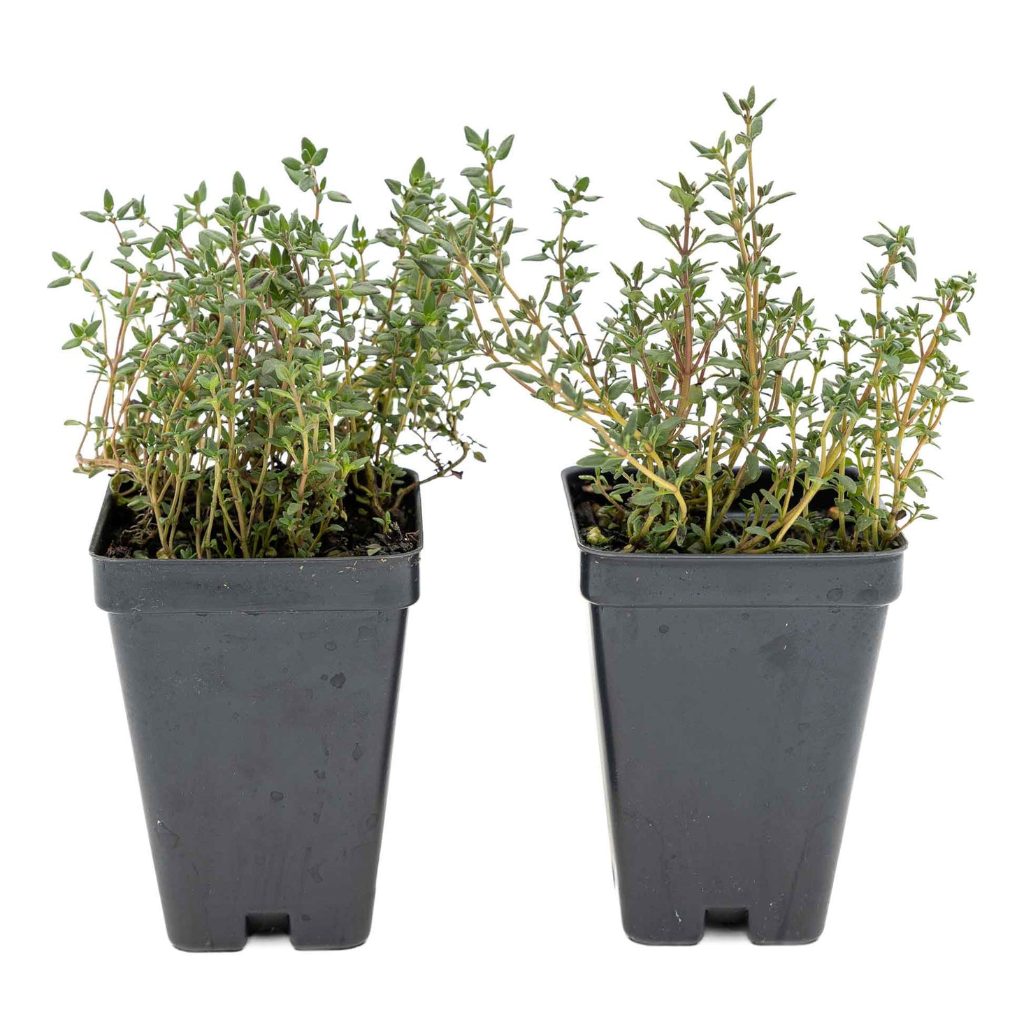 2 Garden Thyme Plants in 3.5” Cubes | Aromatic Evergreen Culinary Herb with Earthy Flavor for Cooking, Landscaping & Pots (Thymus vulgaris)
