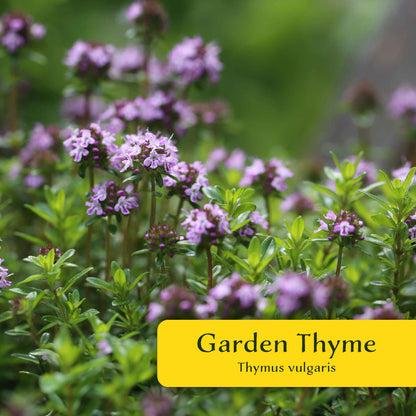 2 Garden Thyme Plants in 3.5” Cubes | Aromatic Evergreen Culinary Herb with Earthy Flavor for Cooking, Landscaping & Pots (Thymus vulgaris)