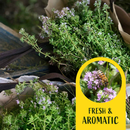 2 Garden Thyme Plants in 3.5” Cubes | Aromatic Evergreen Culinary Herb with Earthy Flavor for Cooking, Landscaping & Pots (Thymus vulgaris)