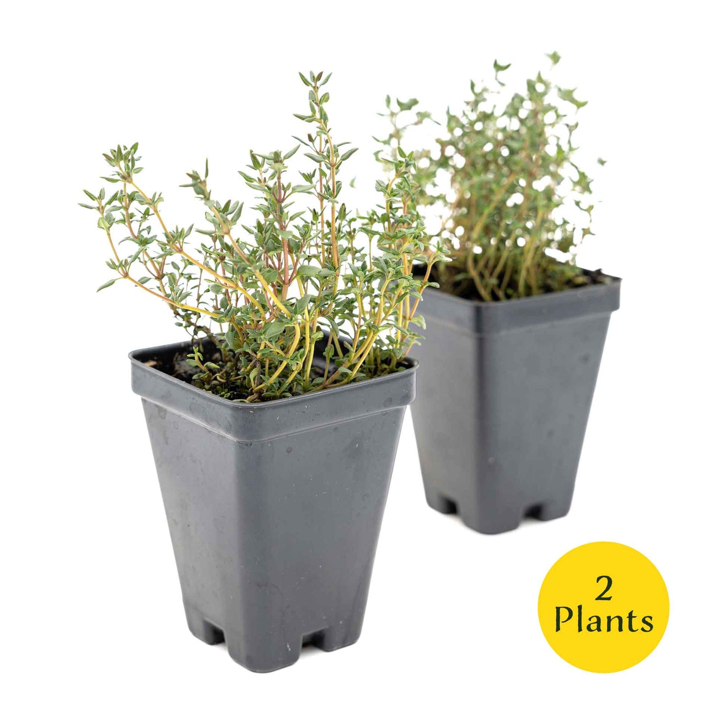2 Garden Thyme Plants in 3.5” Cubes | Aromatic Evergreen Culinary Herb with Earthy Flavor for Cooking, Landscaping & Pots (Thymus vulgaris)