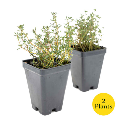 2 Garden Thyme Plants in 3.5” Cubes | Aromatic Evergreen Culinary Herb with Earthy Flavor for Cooking, Landscaping & Pots (Thymus vulgaris)
