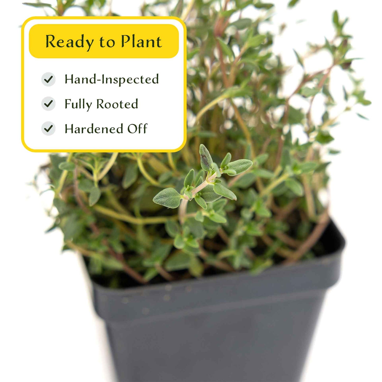 2 Garden Thyme Plants in 3.5” Cubes | Aromatic Evergreen Culinary Herb with Earthy Flavor for Cooking, Landscaping & Pots (Thymus vulgaris)