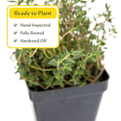 2 Garden Thyme Plants in 3.5” Cubes | Aromatic Evergreen Culinary Herb with Earthy Flavor for Cooking, Landscaping & Pots (Thymus vulgaris)